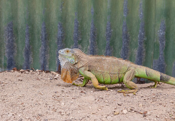 Large, male, red green iguana, walking by a corrugated iron fence at a reptile farm in El Salvador. Exotic pet tropical lizard from Central America, looking at the camera.