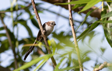 Long-tailed tit, Aegithalos caudatus. A bird sits on a tree branch among the leaves
