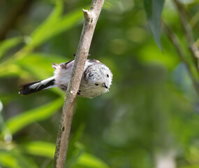 Long-tailed tit, Aegithalos caudatus. A bird sits on a branch