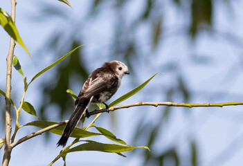 Long-tailed tit, Aegithalos caudatus. A young bird sits on a branch