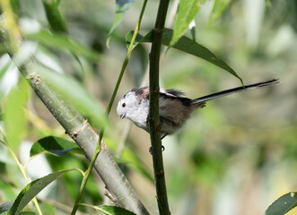 Long-tailed tit, Aegithalos caudatus. A bird sits on a branch