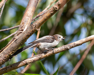 Long-tailed tit, Aegithalos caudatus. A young bird sits on a branch