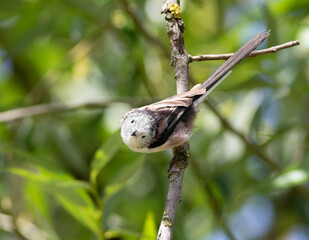Long-tailed tit, Aegithalos caudatus. A bird sits on a tree branch among the leaves