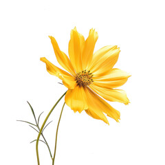 Fototapeta premium yellow flower isolated on white background. 
