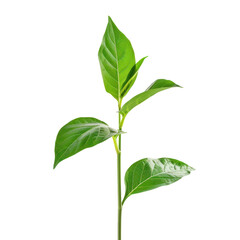Obraz premium tree sprout isolated on transparent background.