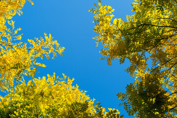 Tree leaves with bright sunlight under sky