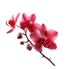 Blooming pink orchid. 