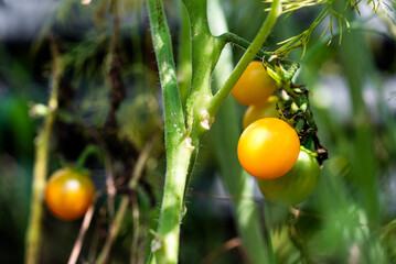 Cherry Tomatoes on Vine
