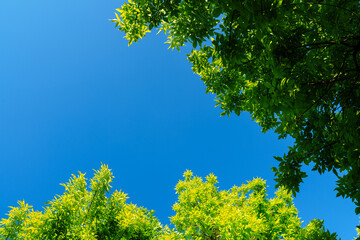 Tree leaves with bright sunlight under sky