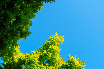 Tree leaves with bright sunlight under sky