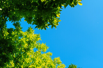 Tree leaves with bright sunlight under sky