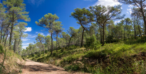 Paysage de pinède, Saint-Rémy-de-Provence