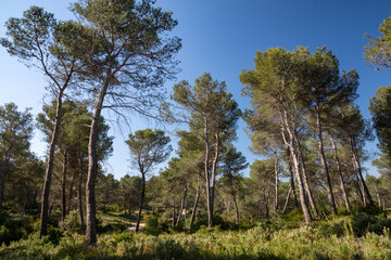 Obraz premium Paysage de pinède, Fontvieille