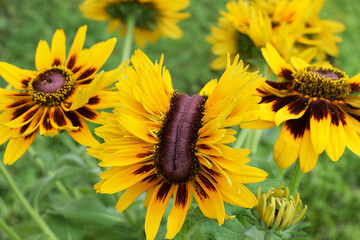 Interesting flower of rudbeckia - example of fasciation in plants