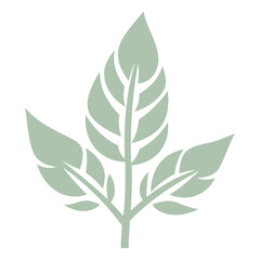 A green leaf with multiple branches and veins