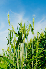 Wheatear and wheat field under blue sky