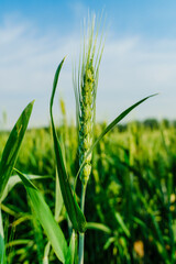 Obraz premium Wheatear and wheat field under blue sky