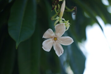 White flower on green leaves background