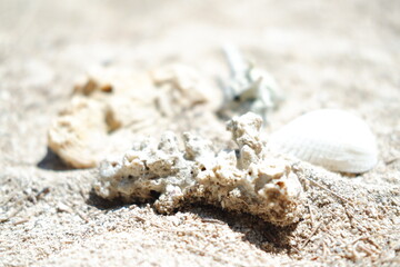 Seashells and corals on the beach. Selective focus.