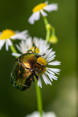 Rosenkäfer