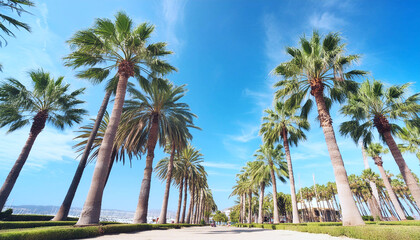  Image of a row of palm trees on a beach. The palm trees are tall and green, and they provide shade from the sun. The beach is sandy and white, and there is a clear blue sky in the background.