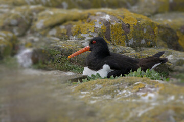 An oystercatcher sitting on the nest