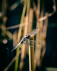A dragonfly resting its wings on a cane stick