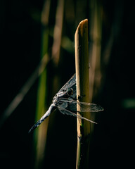 A dragonfly resting its wings on a cane stick