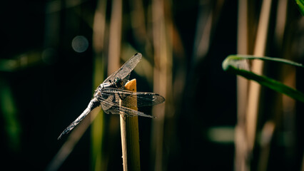 A dragonfly resting its wings on a cane stick