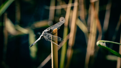 A dragonfly resting its wings on a cane stickA dragonfly resting its wings on a cane stick