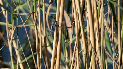 A dragonfly resting its wings on a cane stick