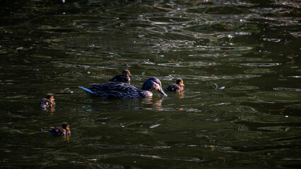 Wild duck looking for food on the lake with her chicks