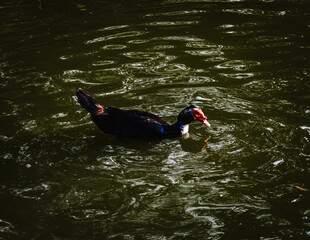 A beautiful Black Muscovy duck demoesticated duck