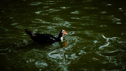 A beautiful Black Muscovy duck demoesticated duck