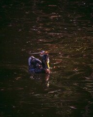 Wild duck looking for food on the lake