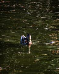 Wild duck looking for food on the lake