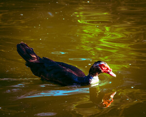 A beautiful Black Muscovy duck demoesticated duck
