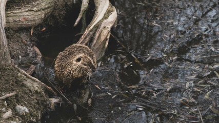 A nutria that sits on the root of a tree
