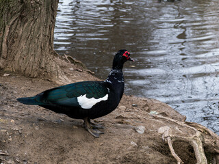 A beautiful Black Muscovy duck demoesticated duck