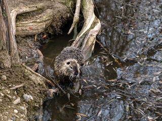 A nutria that sits on the root of a tree