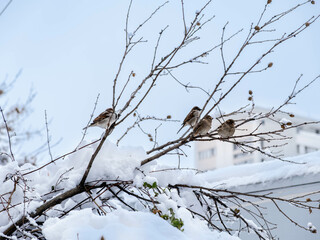 A flock of sparrows waiting for spring