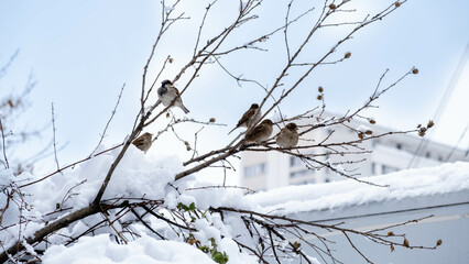 A flock of sparrows waiting for spring