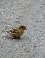 A sparrow looking for food on the asphalt