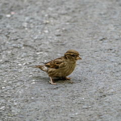 A sparrow looking for food on the asphalt
