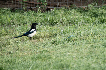 A proud magpie looking for food