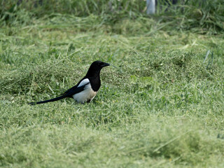 A proud magpie looking for food