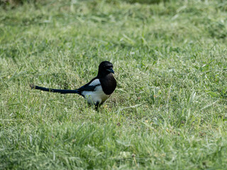 A proud magpie looking for food
