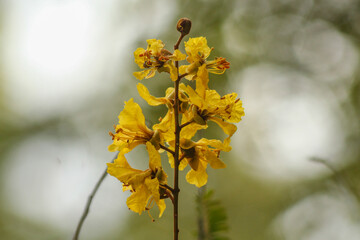 Cuba - Trinidad - Yellow Flamboyant flowers