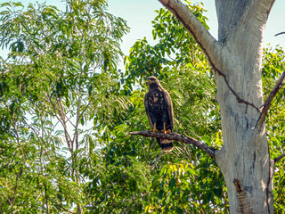 Cuba - Zapata Swamp National Park - Cuban black hawk (Buteogallus gundlachii)