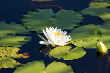 Cuba - Laguna del Tesoro - White water lily © GuillaumeAngleraud